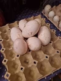Jajka lęgowe gęsi owsianej