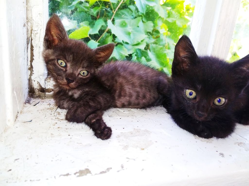 Подарую гарненьких кошенят
