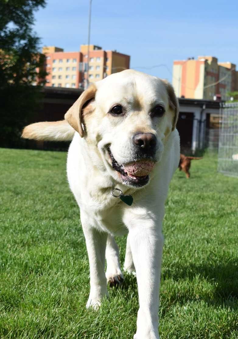 Oddam za darmo dorosłego labradora