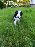 Piesek Border Collie