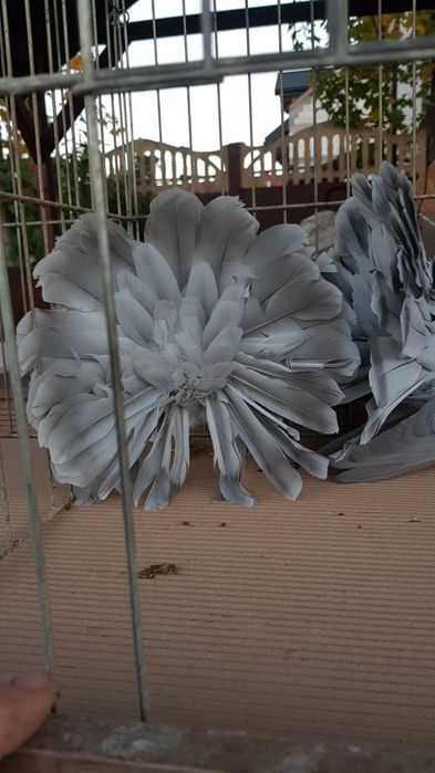 Gołębie Pawiki srebrne para