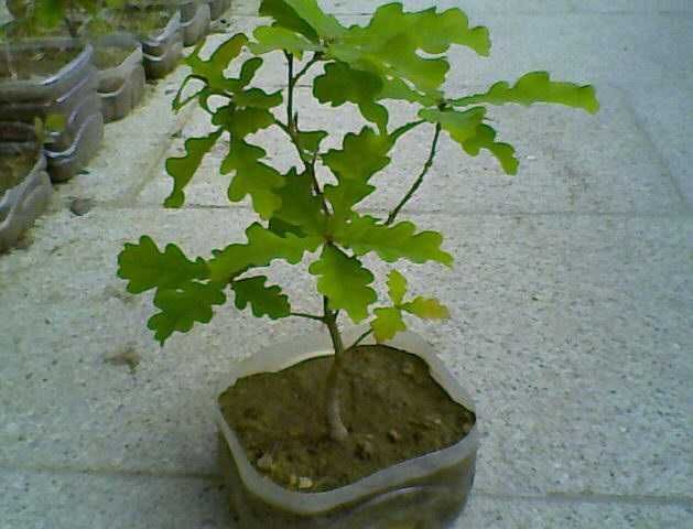Bonsais (Ligustrum, Crassula, Serissa Foetida)
