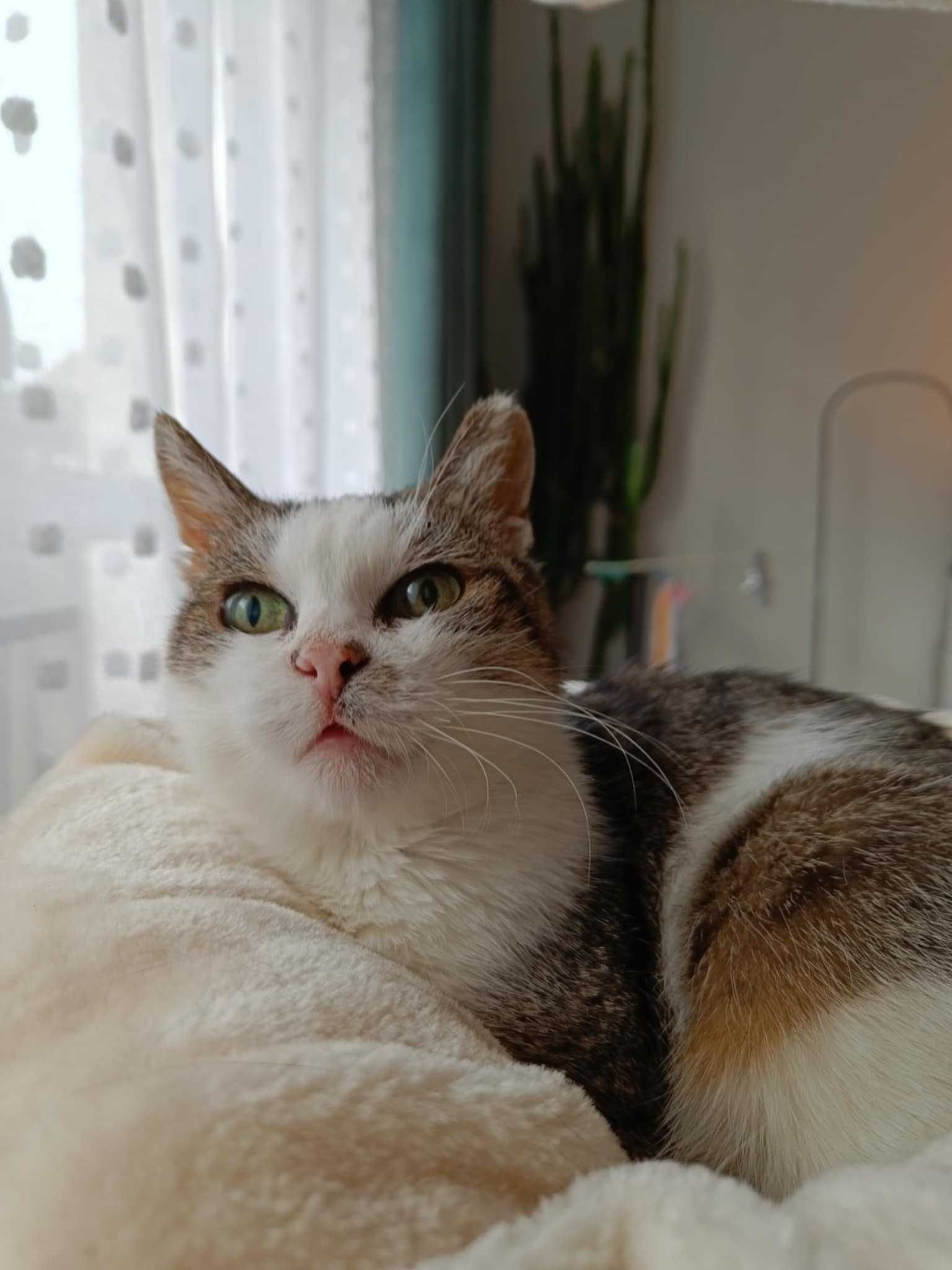 Margo szuka domku