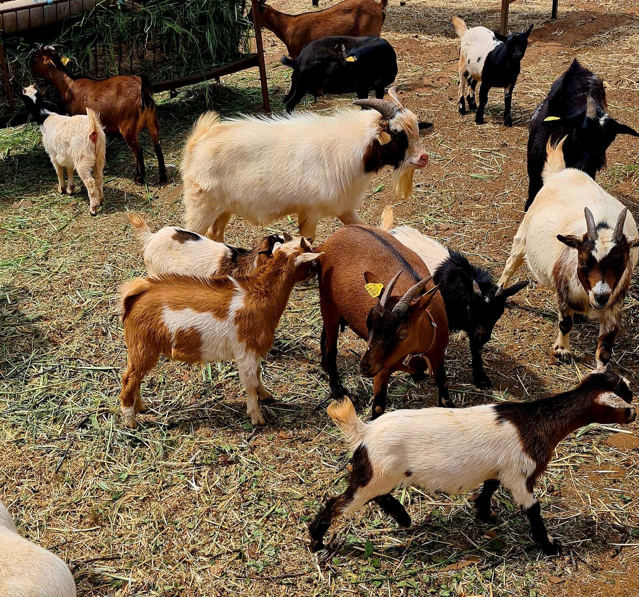 cabras anãs machos/fêmeas