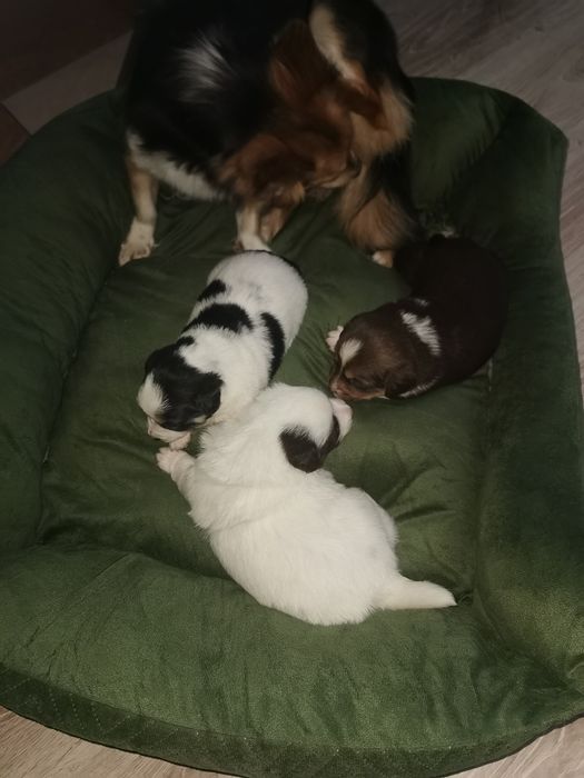 Oddam pieski malutkie kundelki