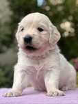 Golden Retriever menina
