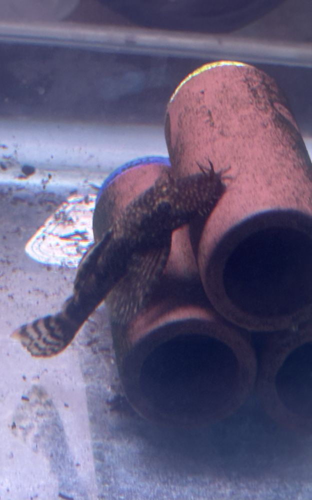 Ancistrus SP - Juvenis - Criação Própria