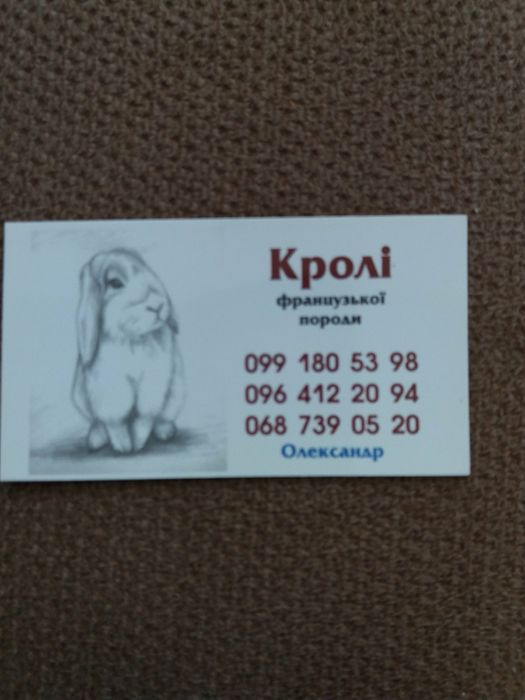 Продам Кролі "Хіплус" на плем'я.