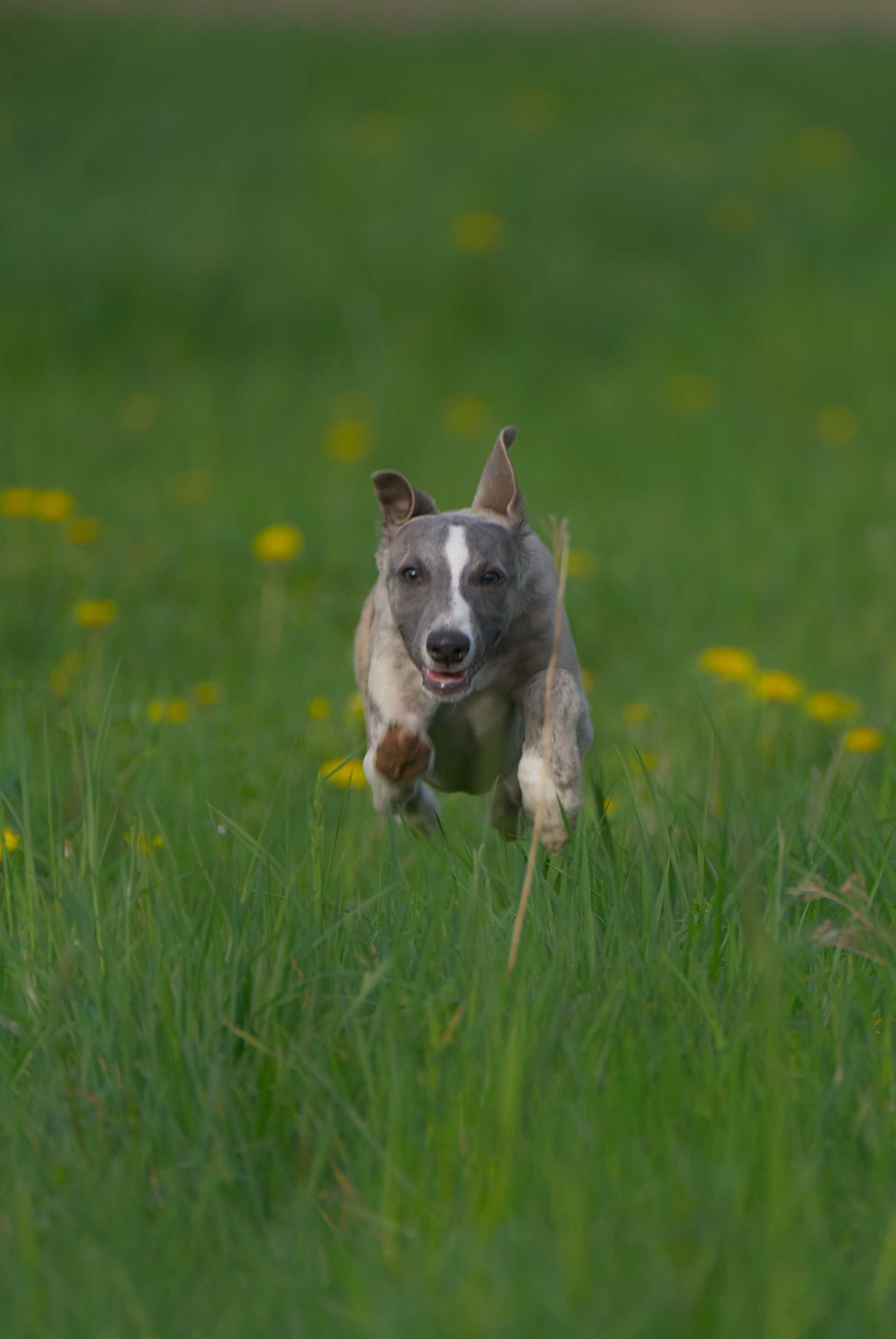 Whippet szczenię