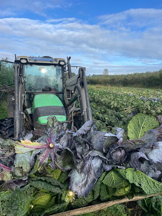 Jabłka, gruszki z własnego sadu / Gdynia Obłuże