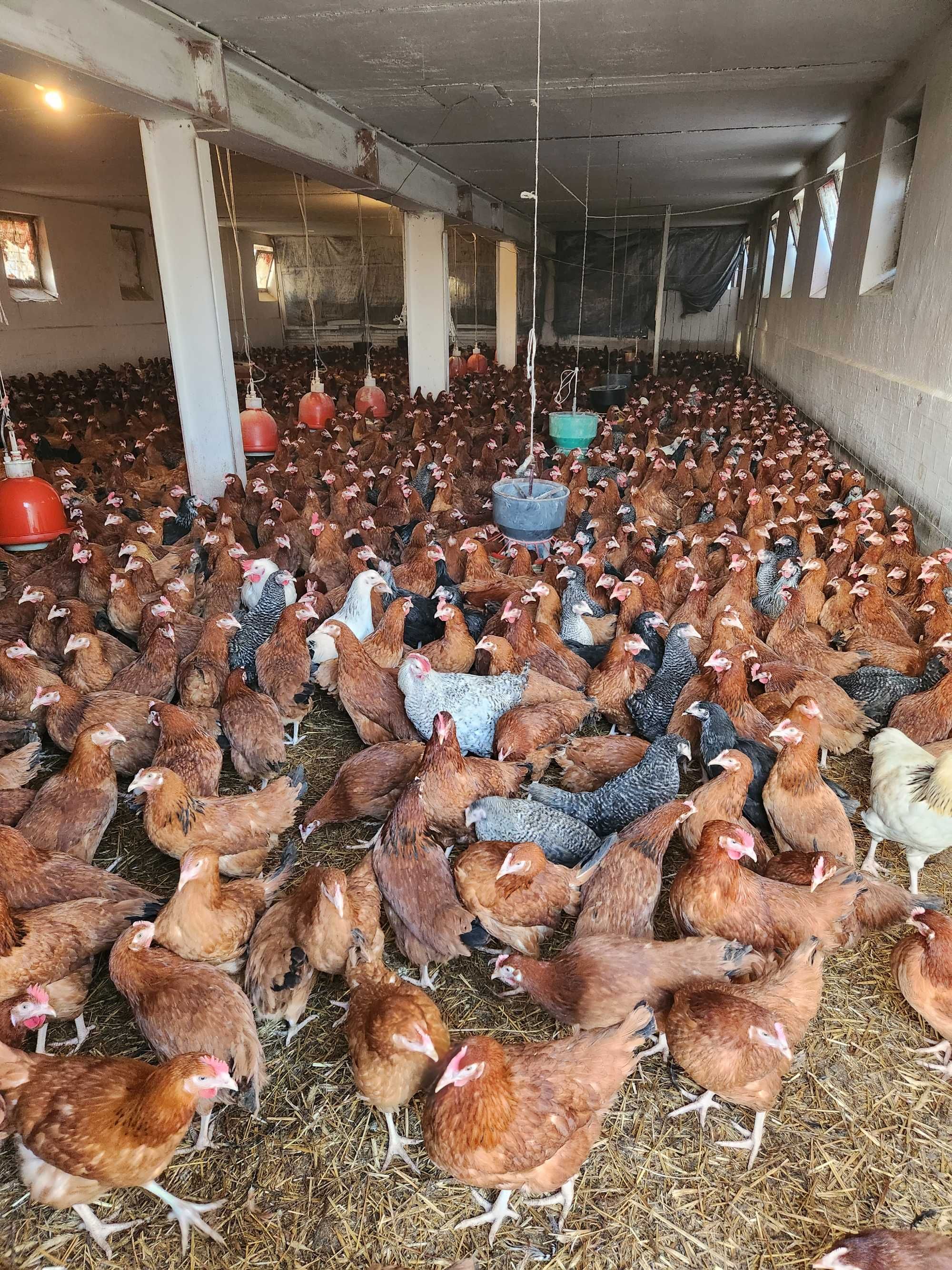 KURY młode nioski z własnego odchowu ! Rossa Messa Leghorn ! ZAPRASZAM