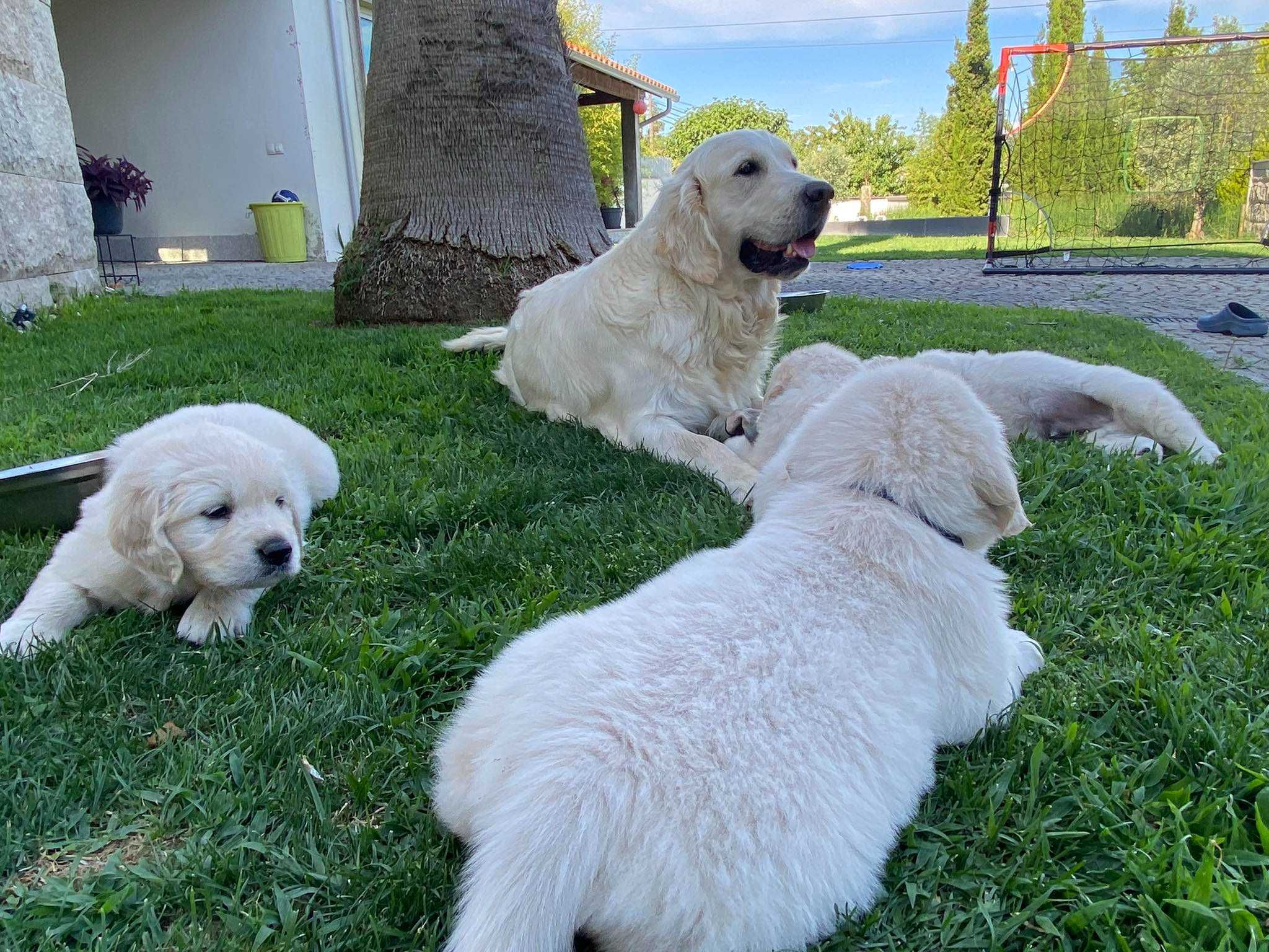 Cachorro Golden Retrievier  (fêmea)