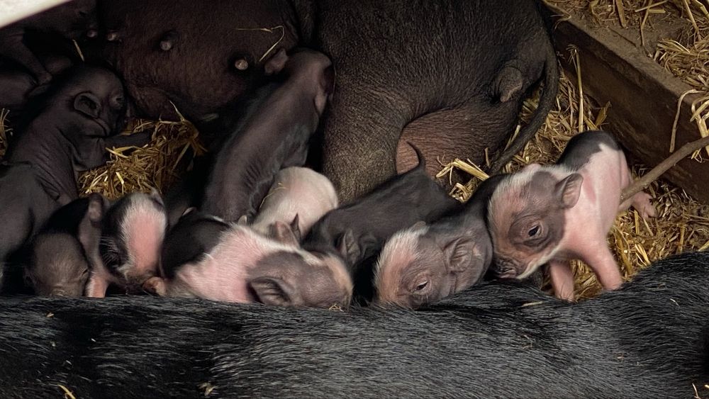 Mini-Porcos Pretos e Malhados (Aceitamos troca por galinhas!)