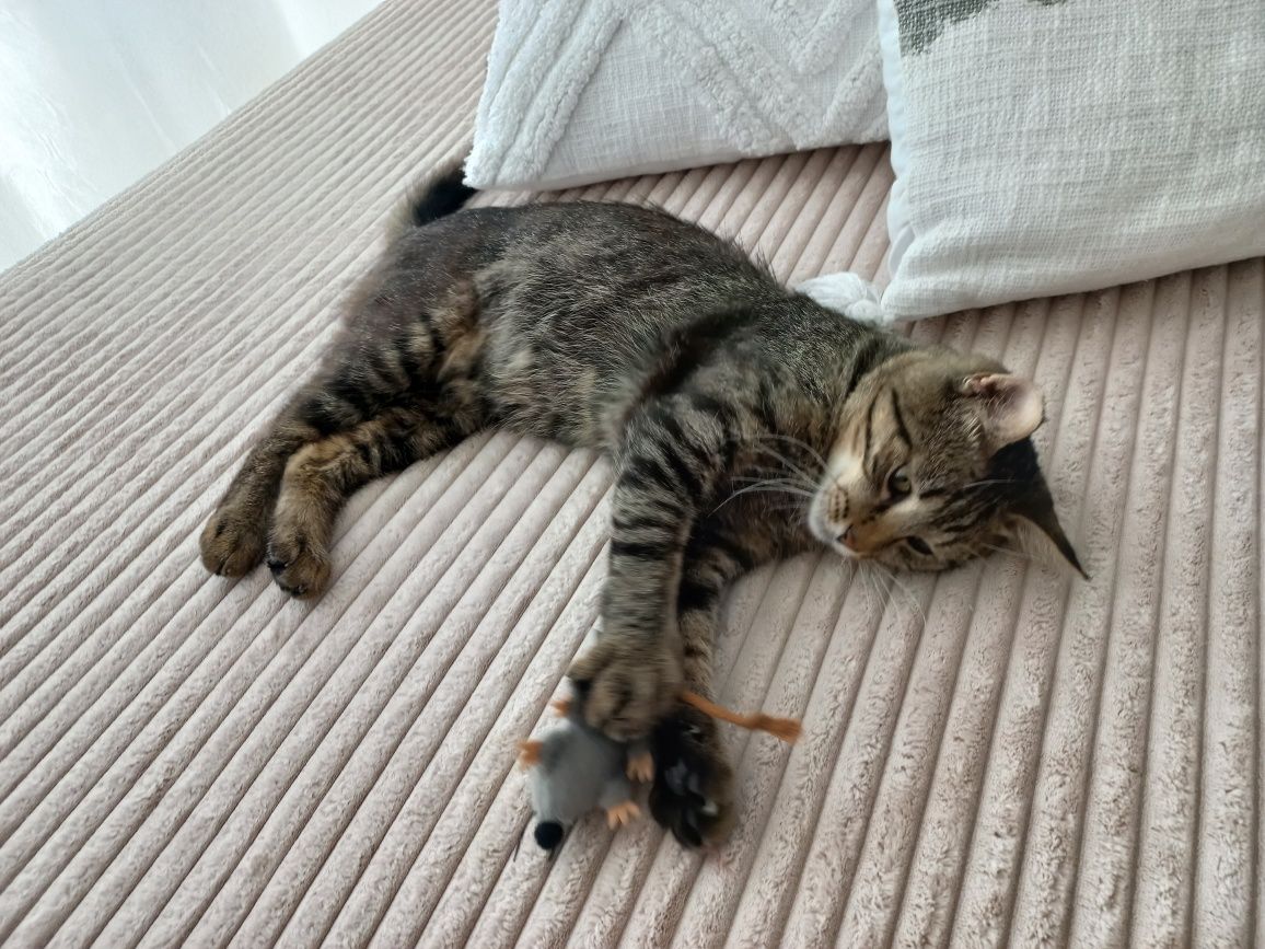 Kot do adopcji - Ptyś