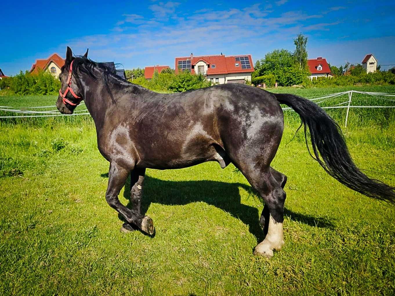 ALIKATOR 8 letni wałach rasy śląskiej.