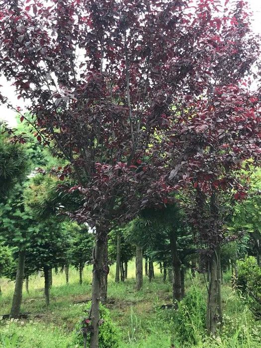 Drzewa ogrodowe: Brzoza brodawkowata "Purpurea"