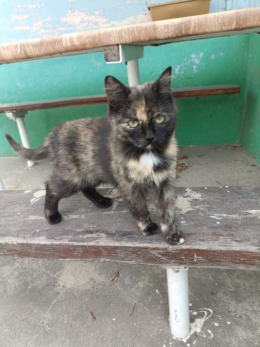 Отдам маленького котёнка