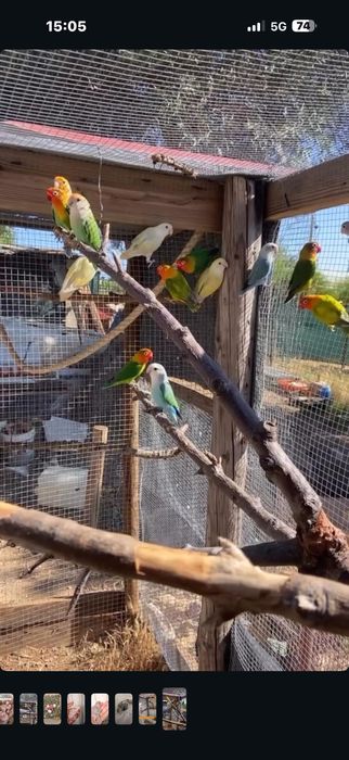 Aves toppp tudo anilhado criadoras