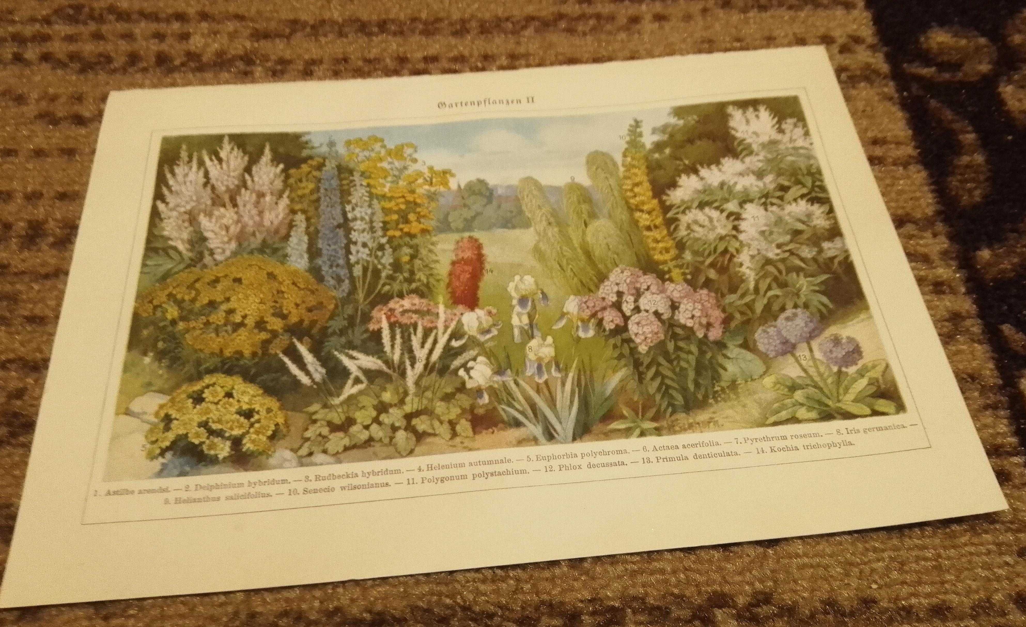 Kwiaty ogrodowe  oryginalna XIX w. grafika