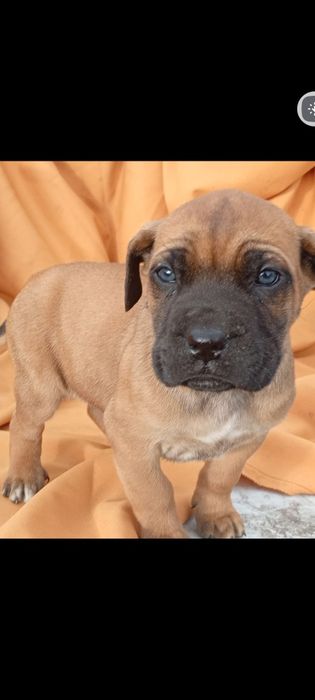 Szczeniak Cane Corso okazja !!