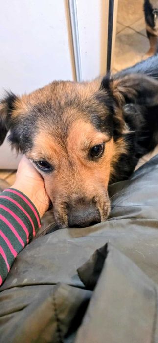 Taki Misiek w typie owczarka australijskiego szuka swojego człowieka!