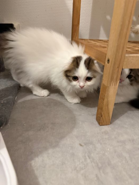 Gatinha Scottish Fold