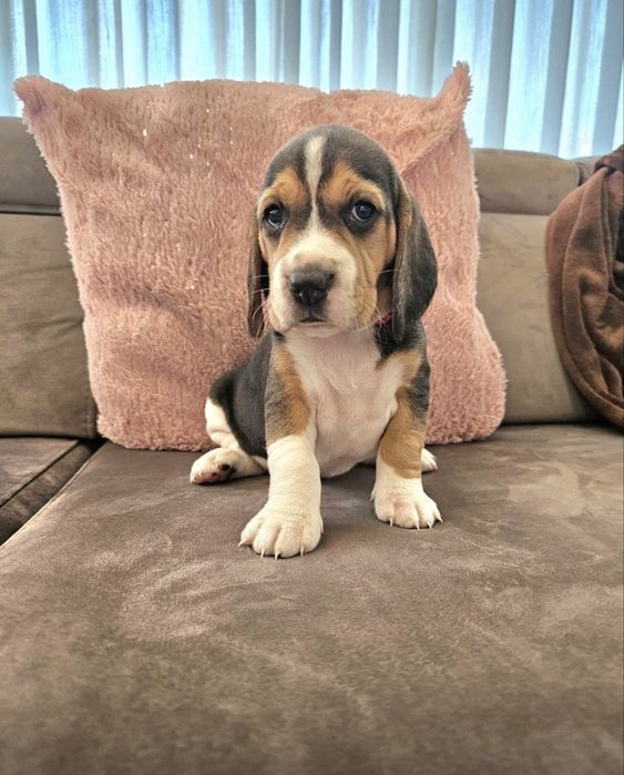 Beagle  menina top