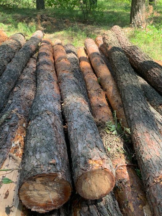 Кругляк сосны, пиловочник