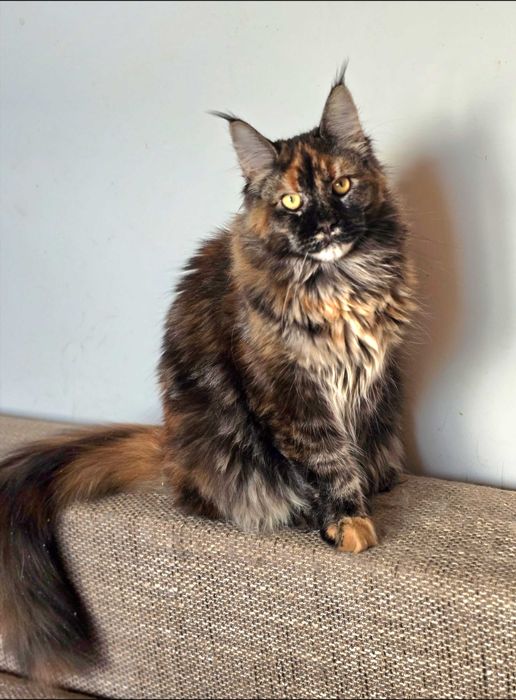 Maine coon kocurek szylkretowy