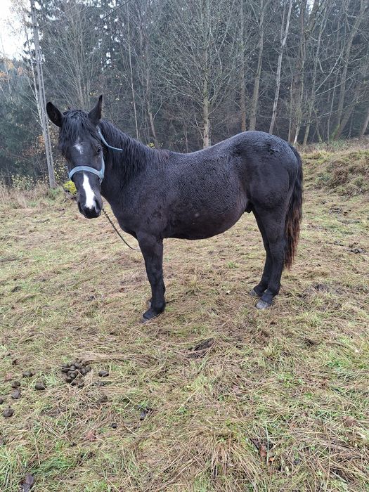 Sprzedam ogierka Śląskiego