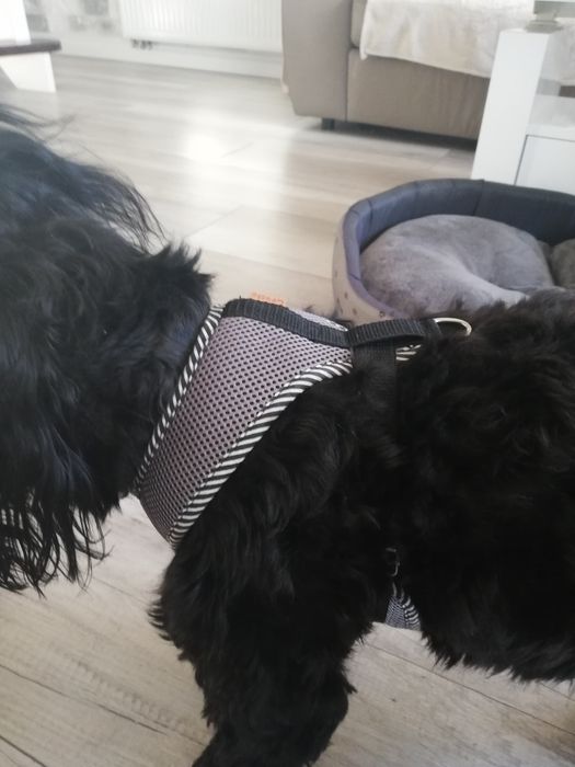 Szelki dla psa z marerialu oddychajacego