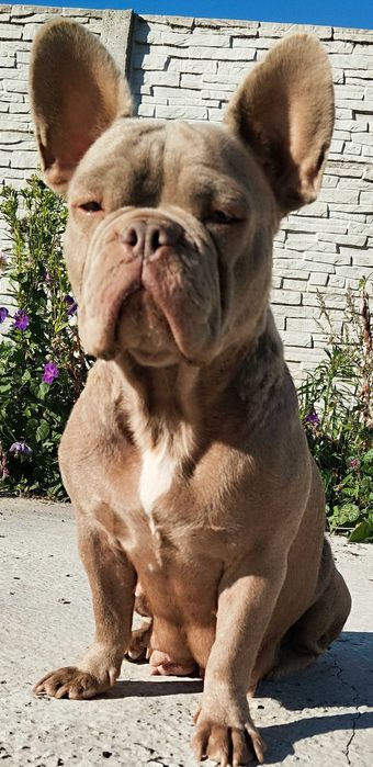 Цуценя французький бульдог дівчинка