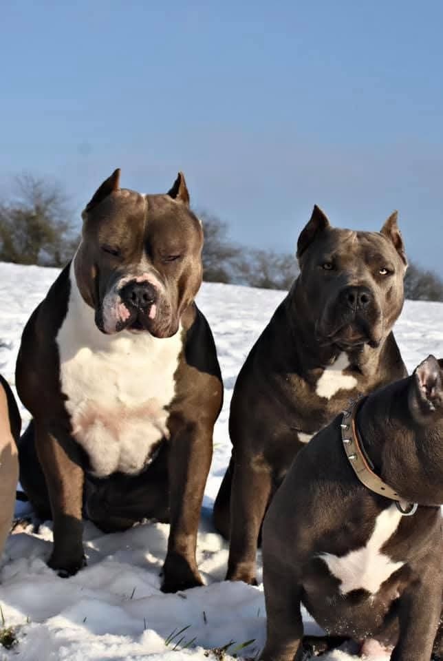 American Bully XL wyjątkowa suczka gotowa do odbioru!