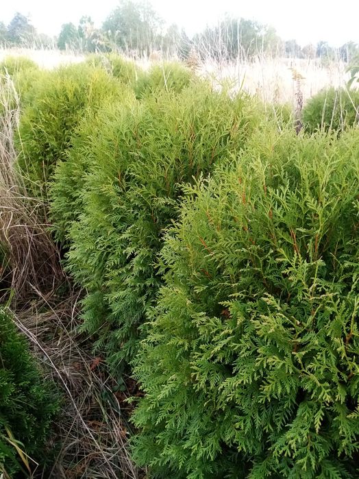 Thuja globosa okazja
