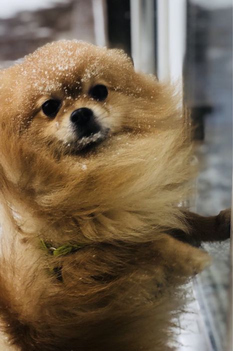 Померанський шпіц , в’язка