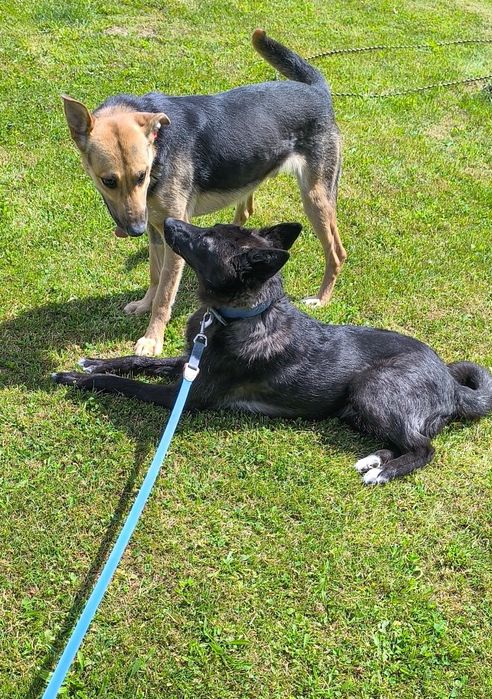 Thora szuka dobry odpowiedzialny domek