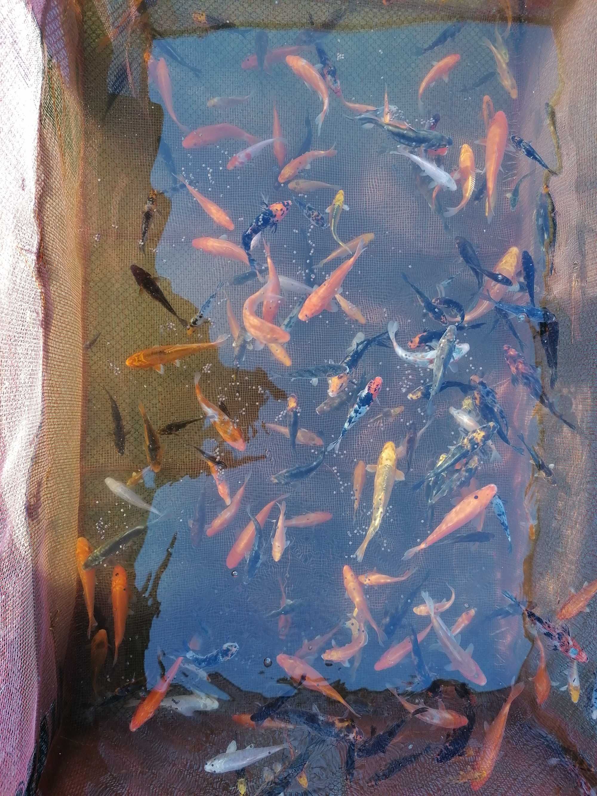 Ryby do oczek wodnych, rybki kolorowe, karp koi ,Jesiotr