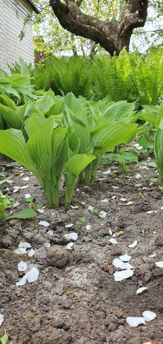 Хости різних сортів