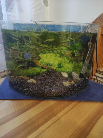 Akwarium panoramiczne 30 litrów