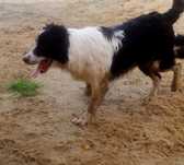 Border collie pies Axel czarnobiały