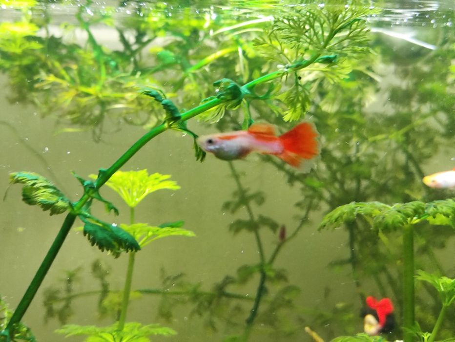 Peixe Guppy macho