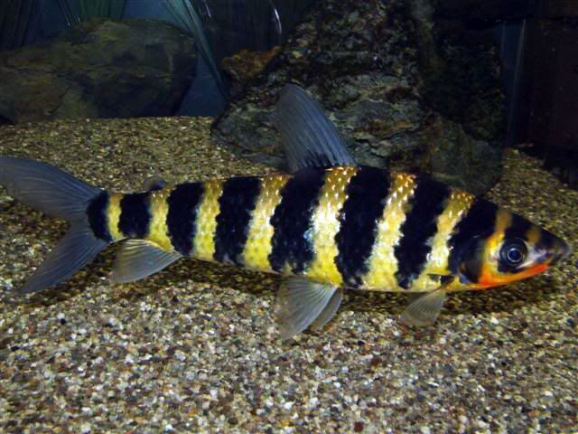 Лепорінус полосатий (Leporinus fasciatus)