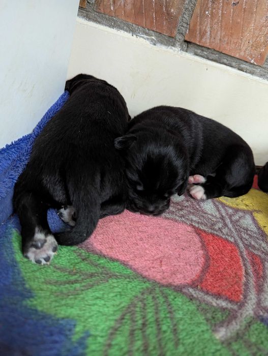 Цуценята руського спаніеля