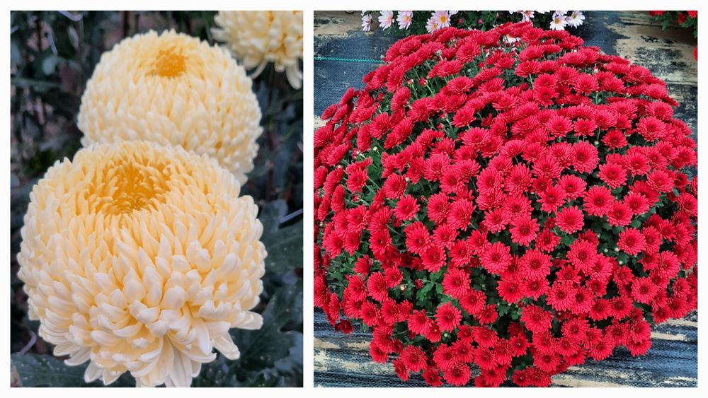 Sprzedam Chryzantemy