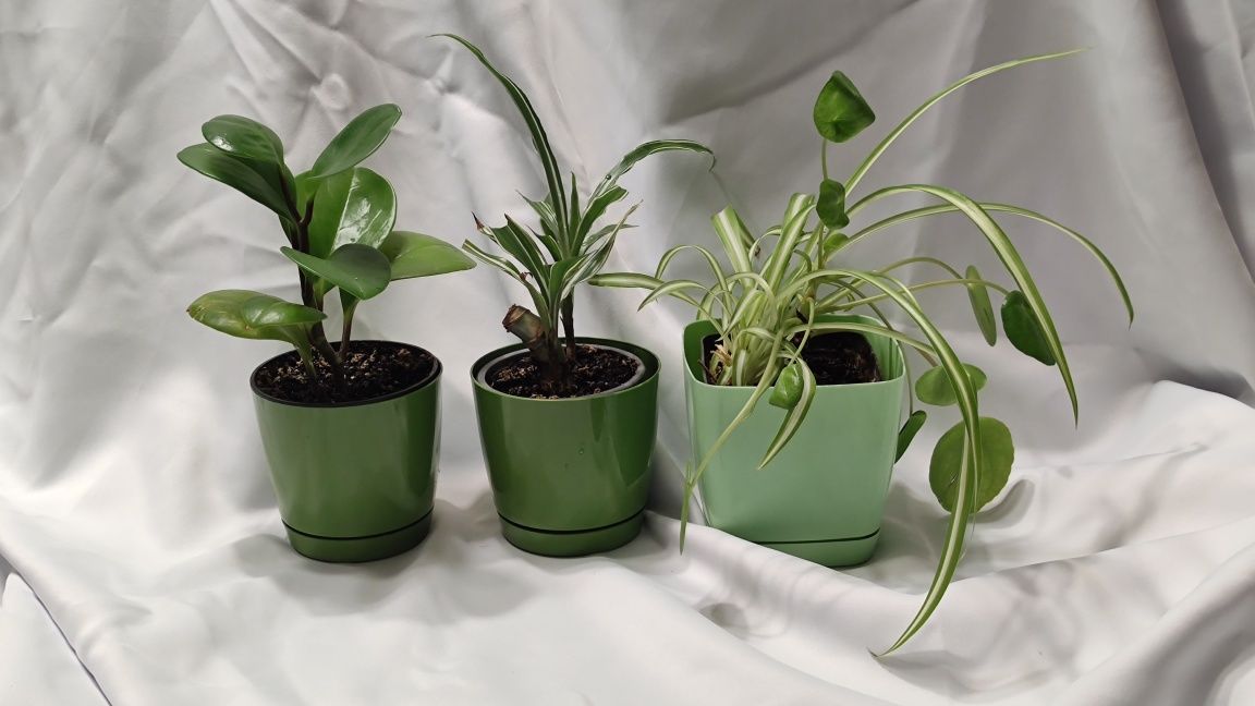 Zestaw 4 roślinek Peperomia,Zielistka,Dracena,Pilea