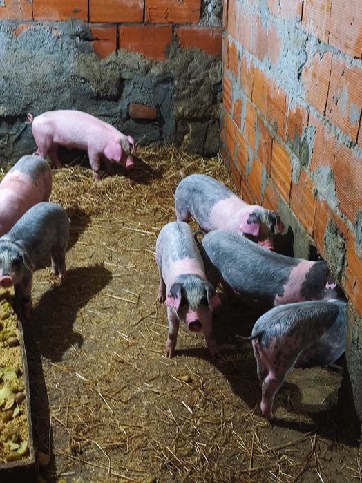 Tenho 12 leitões para venda PREÇO A UNIDADE