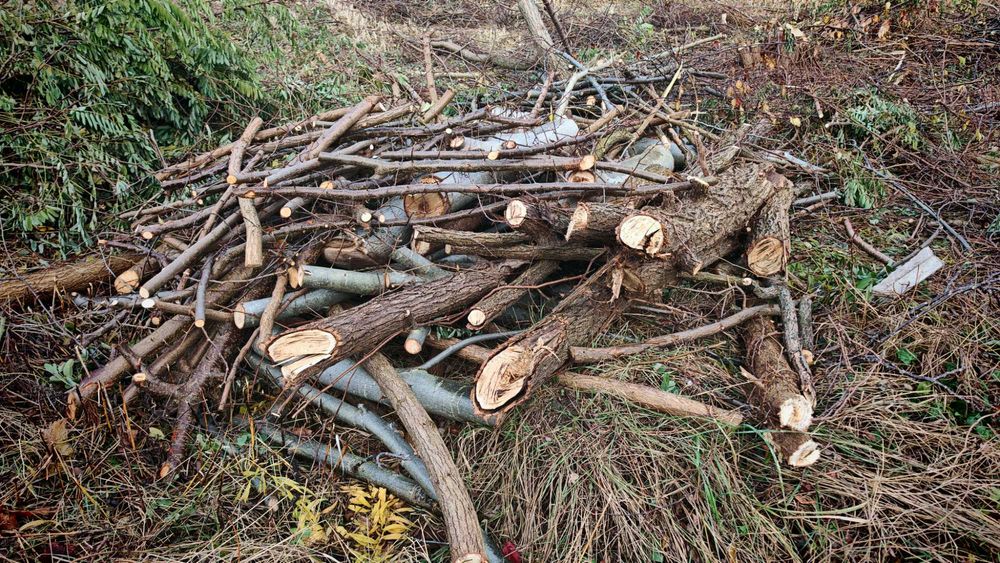 Drewno/Gałęzie ZA DARMO o dowolnej porze - Kto pierwszy ten lepszy