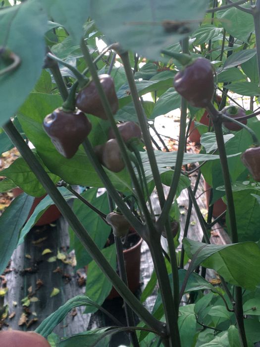 Semente de pimenta cheiro roxa