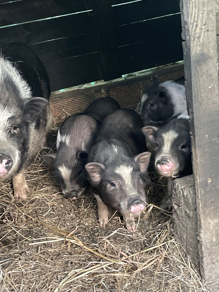 Mini pig super lindos