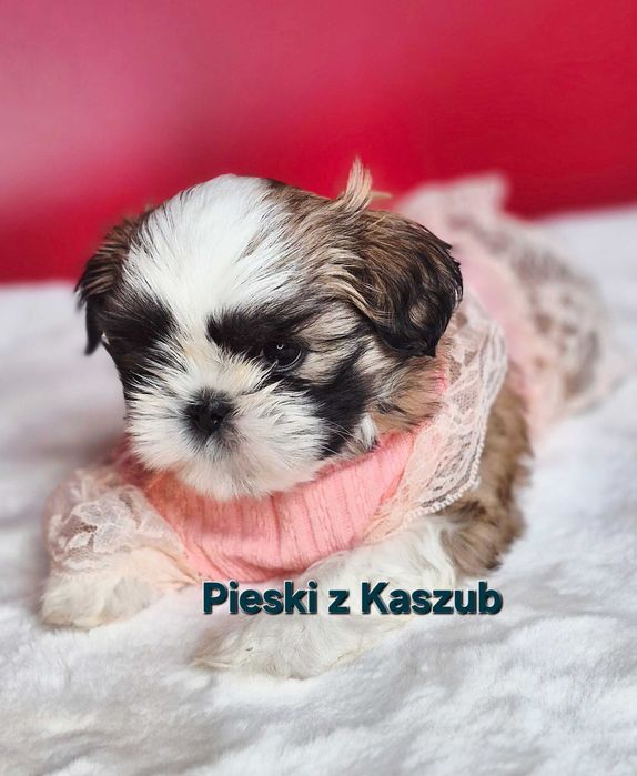 Shih-tzu Ost. dziewczynka do rezerwacji z Hodowli Pieski z Kaszub